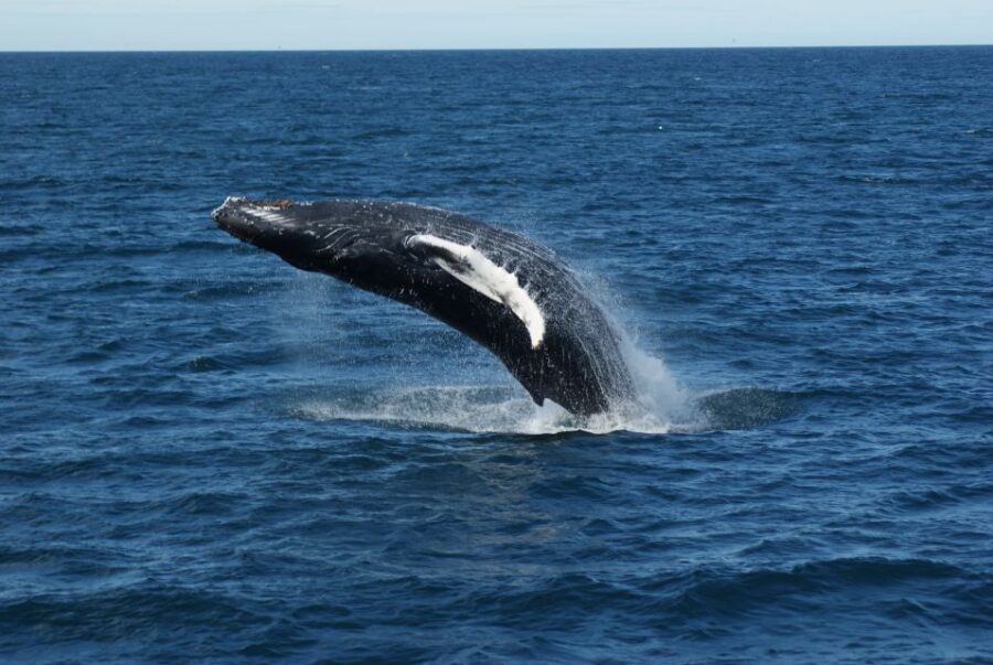 From Reykjavik: Whale Watching Tour - Time on the Water: 3.5 Hours That Doesn’t Drag