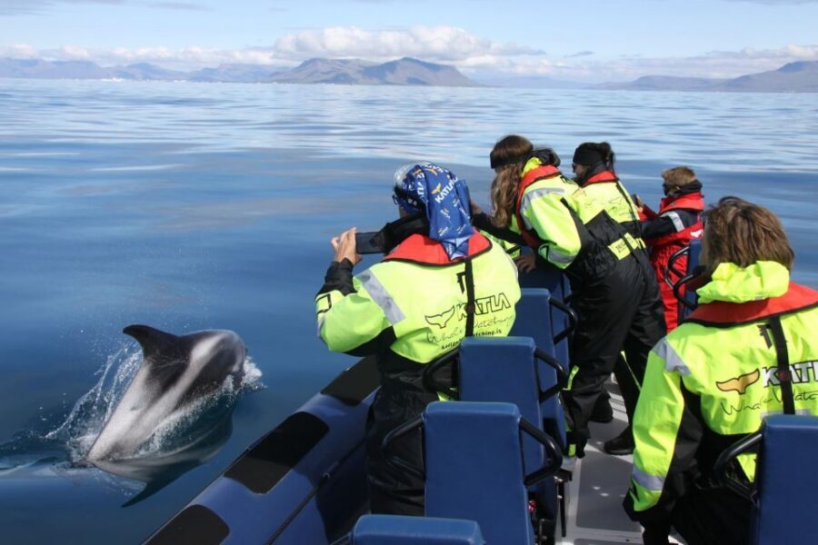 From Reykjavik: Whale Watching Tour by Speedboat - Reykjavik’s Old Harbor to the Open Water in 2 Hours