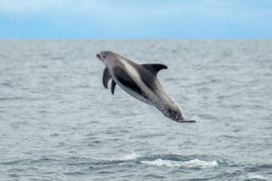 From Reykjavik: Whale Watching Tour by Speedboat - Passing Harpa and Sun Voyager Before You Hunt Whales