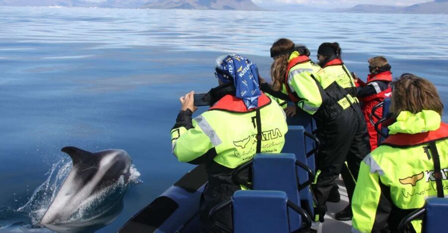 From Reykjavik: Whale Watching Tour by Speedboat - Faxaflói Bay: Your Best Shot at Whales, Dolphins, and Seals
