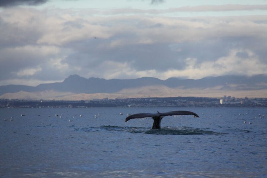 From Reykjavik: Whale Watching Tour by Speedboat - Puffins on the Islands: Close Bird Encounters (When Conditions Cooperate)
