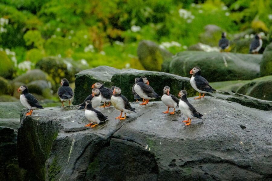 From Reykjavik: Whale Watching Tour by Speedboat - What You Wear in Iceland: Waterproof Gear and Shoe Rules