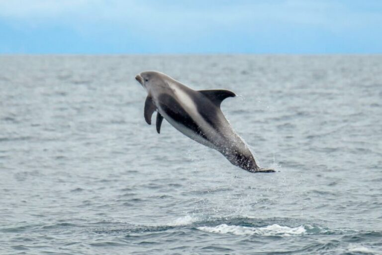 From Reykjavik: Whale Watching Tour by Speedboat