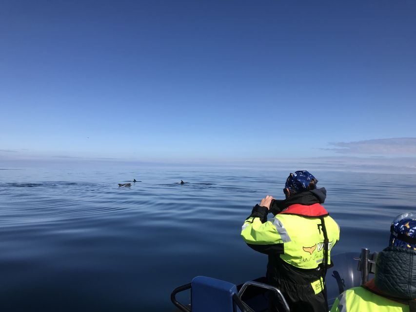 From Reykjavik: Whale Watching Tour by Speedboat - Price and Value: What $192 Gets You in Real Terms