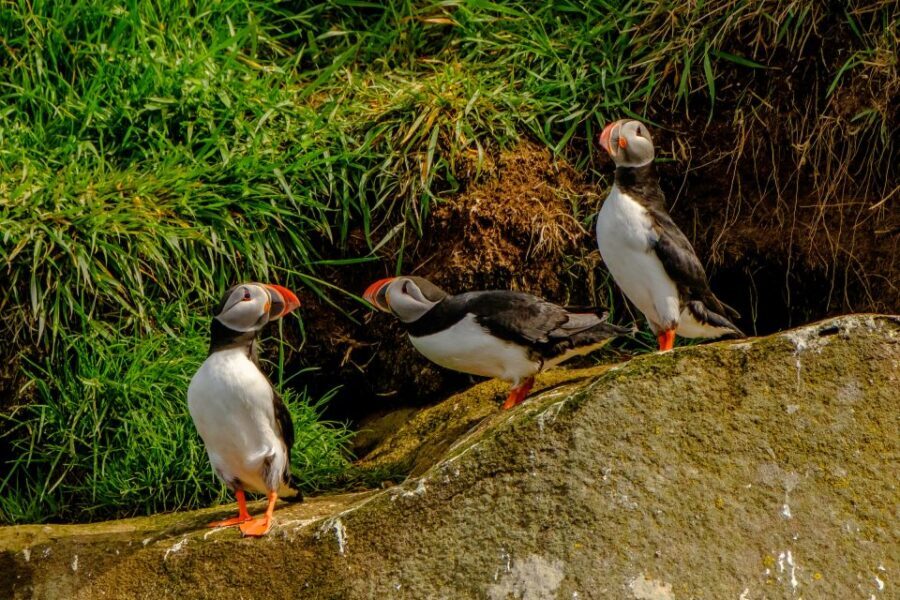 From Reykjavik: Whale Watching Tour by Speedboat - Comfort and Safety: How the Crew Makes the Difference