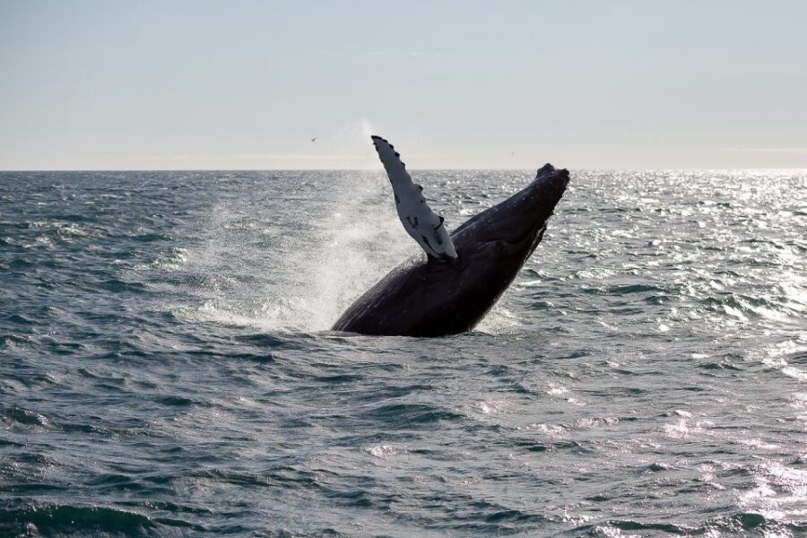 From Reykjavik: Whale Watching Tour - Kollafjörður to Faxaflói Bay: The Scenic Road Map