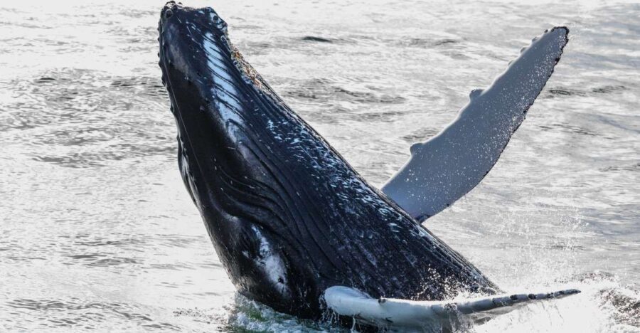 From Reykjavik: Whales and Northern Lights Boat Tour - Key highlights you’ll care about