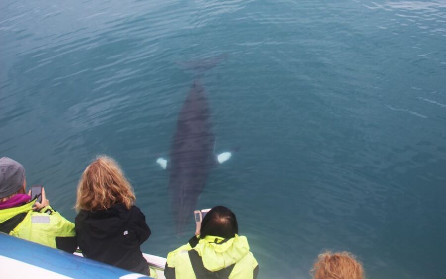 From Reykjavik: Whales and Northern Lights Boat Tour - Reykjavík’s Old Harbour to Faxaflói Bay: the whale-watching part