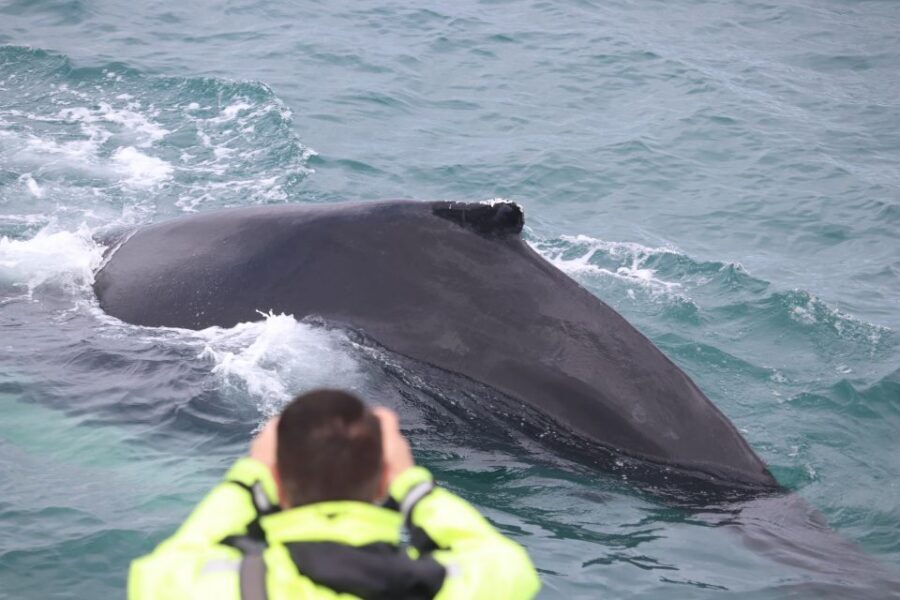 From Reykjavik: Whales and Northern Lights Boat Tour - Northern Lights cruise from the water: why the boat matters