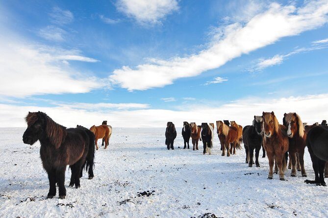 Golden Circle & Viking Horse Experience - Guides Like Bo and Roman: The Human Part That Makes It Worth It