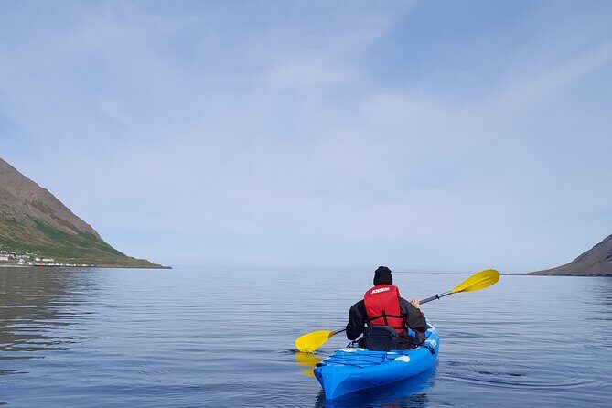 Guided kayak tour in Siglufjörður / Siglufjordur. - Wildlife Watching Without the Pressure