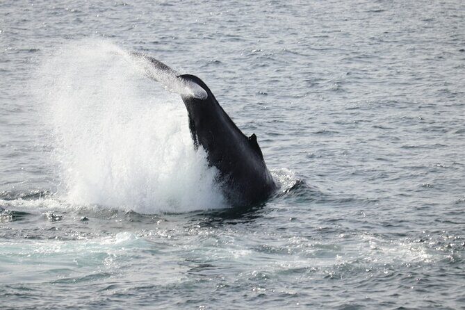 Guided Whale Watching Experience from Reykjavik - The boat ride comfort that really matters in Iceland