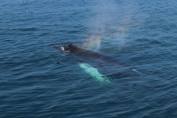 Guided Whale Watching Experience from Reykjavik - Price and value: what you’re paying for