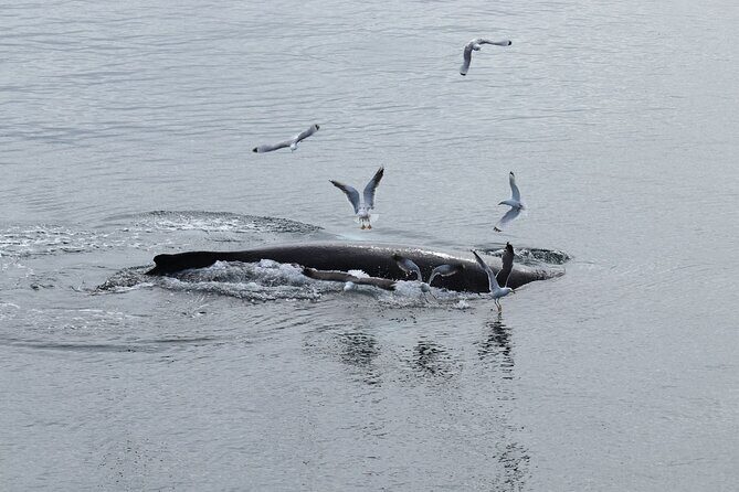 Guided Whale Watching Experience from Reykjavik - What to wear, what to bring, and how to survive deck time