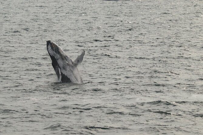 Guided Whale Watching Experience from Reykjavik - Timing tips: check the daily diary and your email
