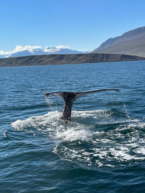 Hauganes: Whale Watching North Iceland - Key points before you go