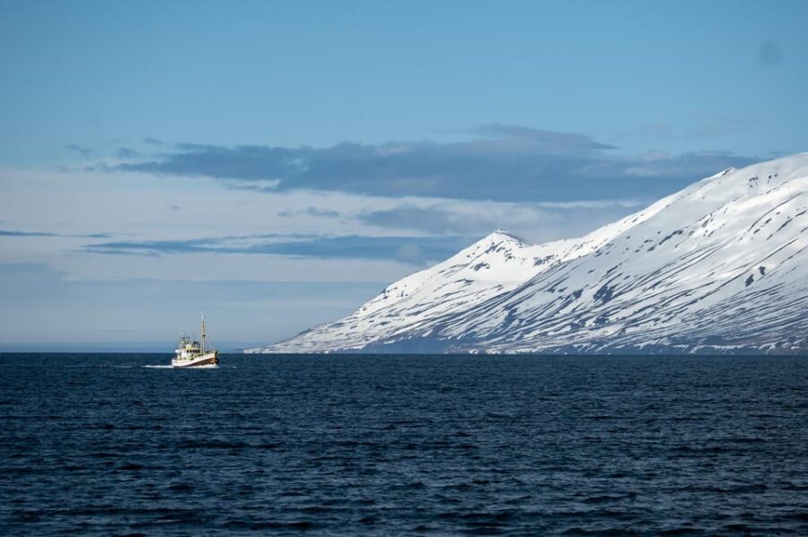 Hauganes: Whale Watching North Iceland - Hauganes and Eyjafjörður: where the whales are already working