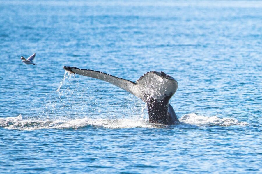 Hauganes: Whale Watching North Iceland - Before the whales: the 30-minute sightseeing cruise from Hauganes