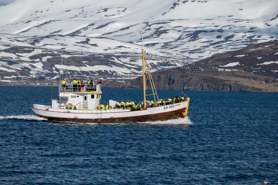 Hauganes: Whale Watching North Iceland - Spending more time watching, less time running