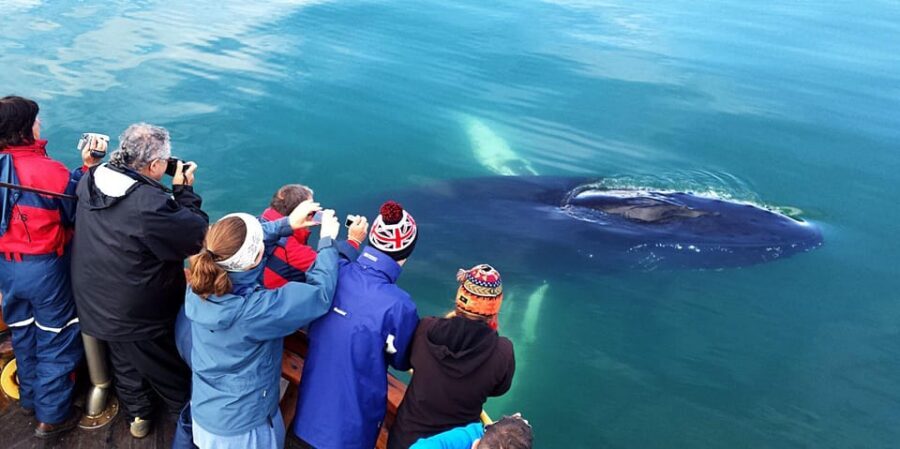 Hauganes: Whale Watching North Iceland - Practical tips to make whale watching easier (and warmer)