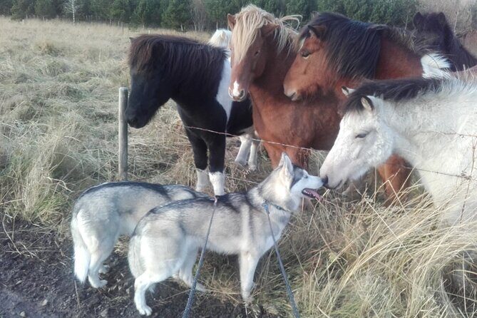 Hiking with Husky in Akureyri - After the hike: meeting the rest of the dogs back at the home
