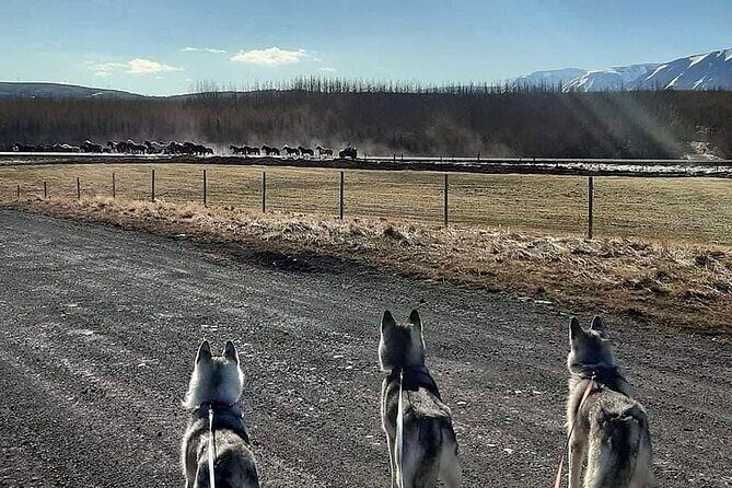 Hiking with Husky in Akureyri (private) - Key things you’ll remember