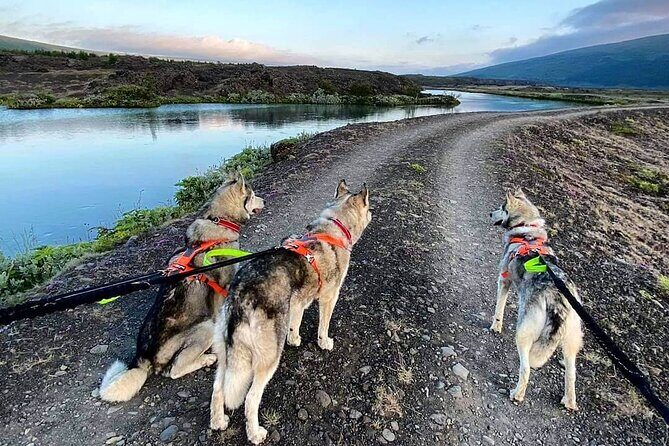 Hiking with Husky in Akureyri (private) - Meet the Pack at Their Home: The Husky “Howl Welcome”