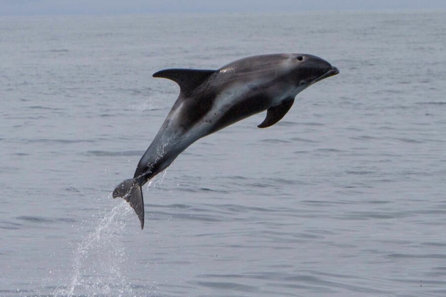 Hólmavík: Whale Watching Tour - Key things to know before you go