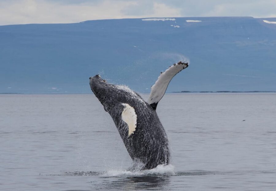 Hólmavík: Whale Watching Tour - What Happens During the 2.5 Hours Outside Hólmavík