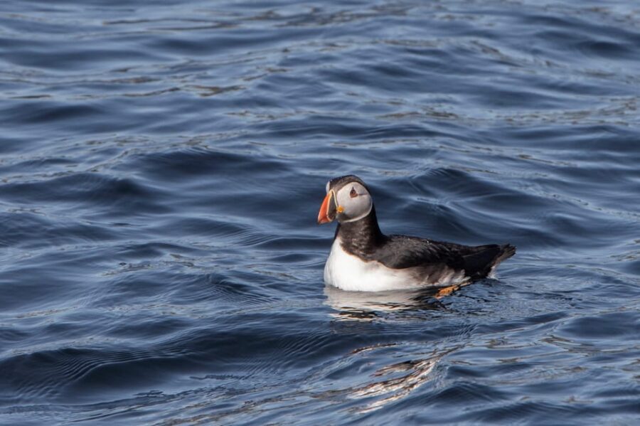 Hólmavík: Whale Watching Tour - Puffins June Through Early August: A Real Bonus Nearby