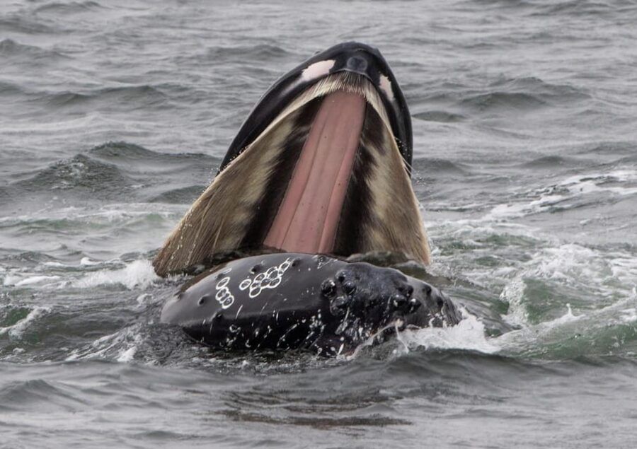 Hólmavík: Whale Watching Tour - Who This Tour Is Best For (and Who Might Want to Think Twice)