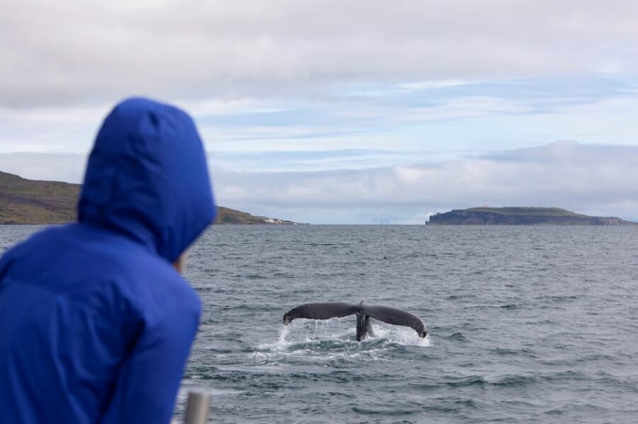 Hólmavík: Whale Watching Tour - Book It or Skip It
