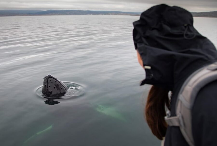 Hólmavík: Whale Watching Tour