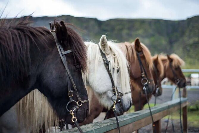 Horse Riding Tour in Reykjadalur (Smoky Valley)-All Riding Levels - Key takeaways before you saddle up