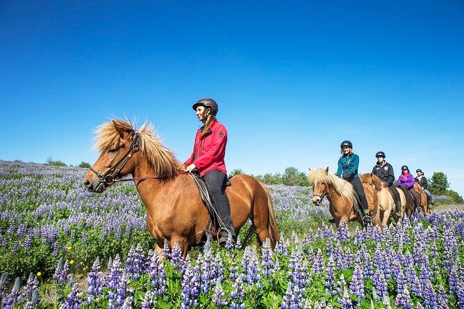 Horseback Riding Tour in Iceland - Meet the Icelandic horse: tölt coaching and why it’s worth learning