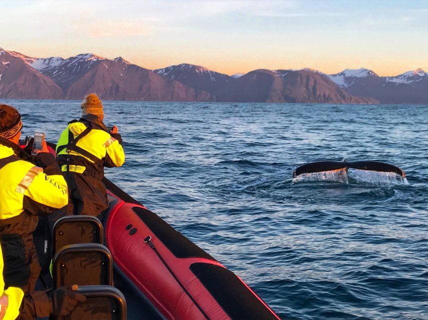 Húsavík: Big Whales and Puffin Island Speedboat Tour - Key things to know before you go