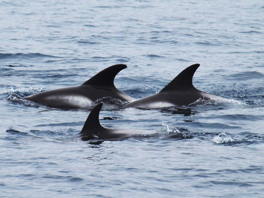 Húsavík: Big Whales and Puffin Island Speedboat Tour - Price check: is $198 worth it for 2 hours?