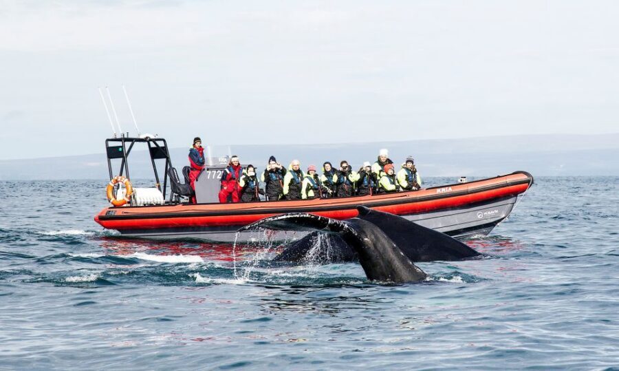 Húsavík: Big Whales and Puffin Island Speedboat Tour - Húsavík RIB Speedboat: fast chasing that still feels responsible