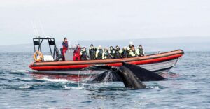 Húsavík: Big Whales and Puffin Island Speedboat Tour - Skjálfandi Bay: why this area is so productive