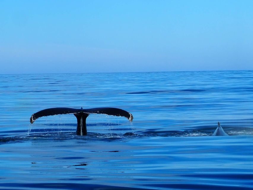 Húsavík: Big Whales and Puffin Island Speedboat Tour - Lundey Island for puffins: what changes in spring and summer