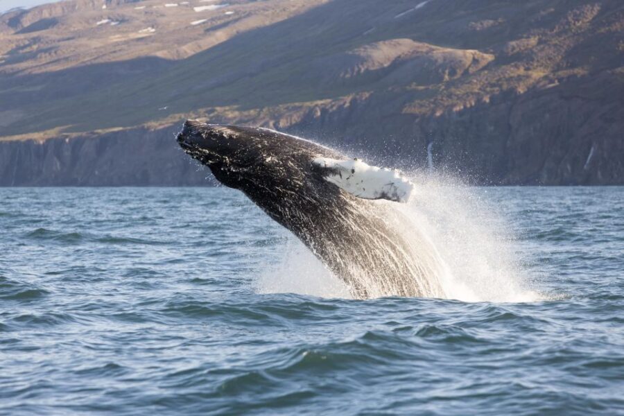 Húsavík: Big Whales and Puffin Island Speedboat Tour - The Tjörnes Peninsula fossils: a geologist’s sidebar to whale watching