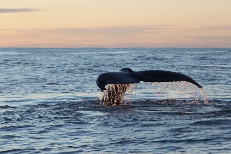 Húsavík: Big Whales and Puffin Island Speedboat Tour - A 2-hour itinerary that actually keeps moving