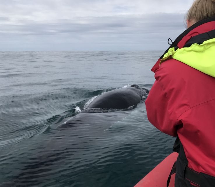 Húsavík: Big Whales and Puffin Island Speedboat Tour - Inside the boat: staying warm, staying upright