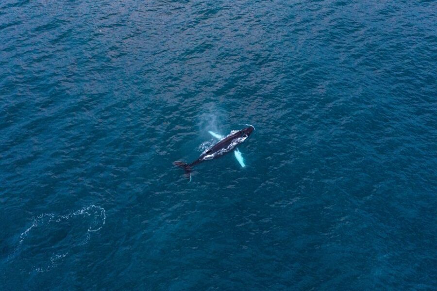 Húsavík: Big Whales and Puffin Island Speedboat Tour - Whale watching that prioritizes closeness without crowding