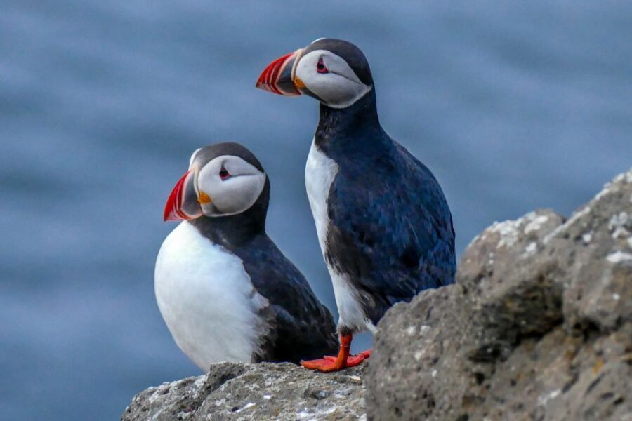 Húsavík: Big Whales and Puffin Island Speedboat Tour - Guides and captains: small-team expertise on the water