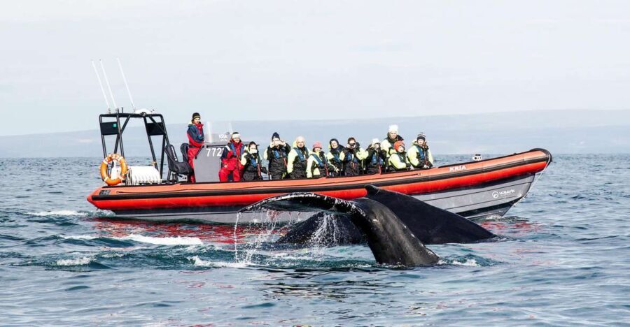 Húsavík: Big Whales and Puffin Island Speedboat Tour - Skjálfandi Bay: why this area is so productive