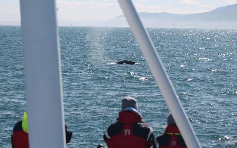 Húsavík: Family-Run and Guided Whale Watching Tour - Quick Takes: What Makes This Tour Worth Your Time