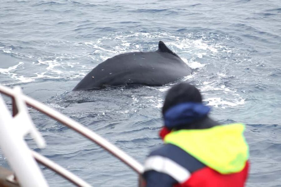 Húsavík: Family-Run and Guided Whale Watching Tour - A Family Boat Ride Built for Cold-Water Comfort