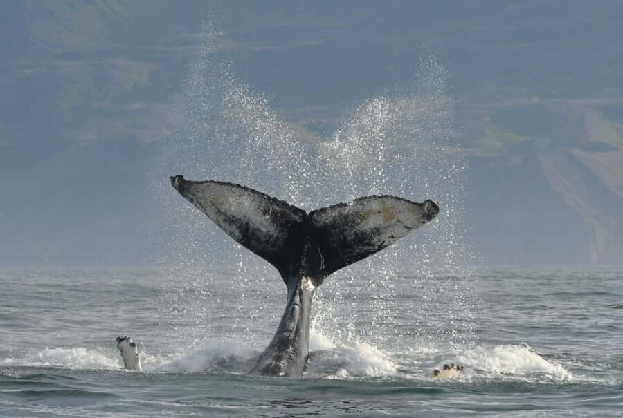 Húsavík: Family-Run and Guided Whale Watching Tour - Species You Might See: From Humpbacks and Minke to Blue-Fin-Killer Odds