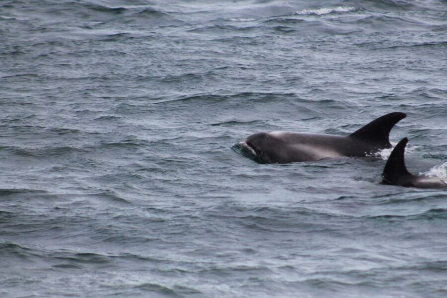 Húsavík: Family-Run and Guided Whale Watching Tour - Cold-Water Reality: What to Bring (and What Helps Fast)